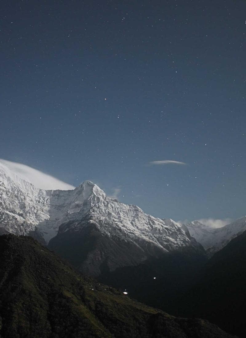 Botanical Shadow — mural artwork